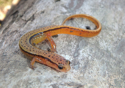 Blue Ridge Two-lined Salamander 