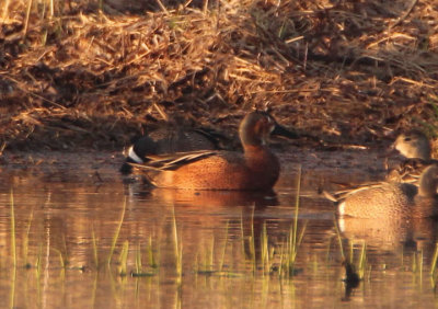 Blue-winged X Cinnamon Teal Hybrid; male 