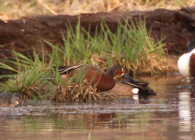 Blue-winged X Cinnamon Teal Hybrid; male