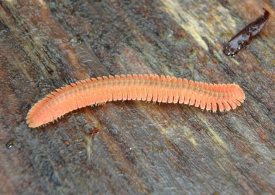 Brachycybe petasata; Millipede species