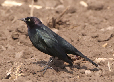 Brewer's Blackbird; male 