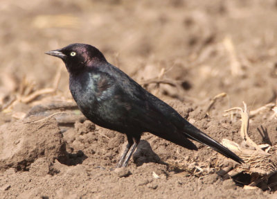 Brewer's Blackbird; male 