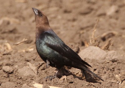 Brown-headed Cowbird; male 