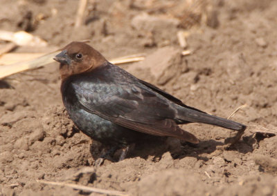 Brown-headed Cowbird; male