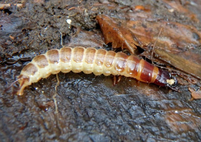Carabidae Ground Beetle species larva