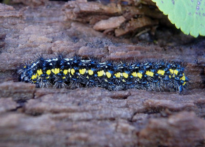 8107-8112 - Haploa Tiger Moth species caterpillar