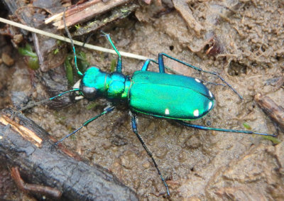 Cicindela sexguttata; Six-spotted Tiger Beetle