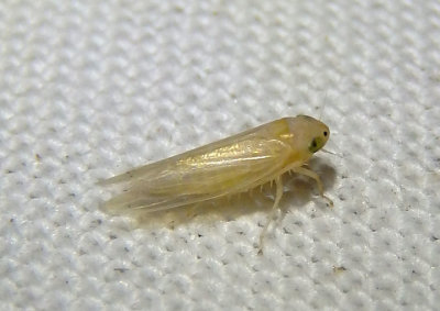 Dalbulus maidis; Corn Leafhopper; exotic