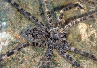 Dolomedes tenebrosus; Fishing Spider species