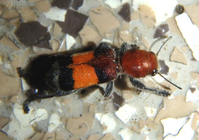 Enoclerus ichneumoneus; Checkered Beetle species 