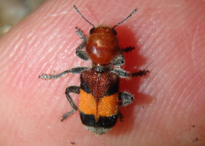 Enoclerus ichneumoneus; Checkered Beetle species