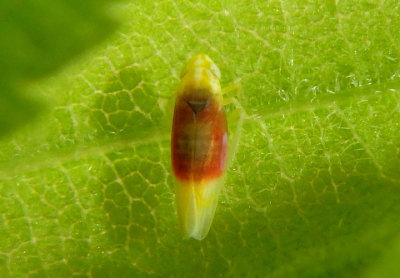 Erythridula crevecoeuri; Leafhopper species