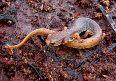 Four-toed Salamander 