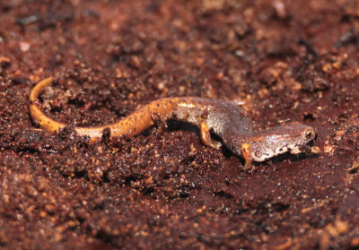 Four-toed Salamander