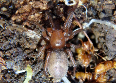 Gnaphosa Ground Spider species