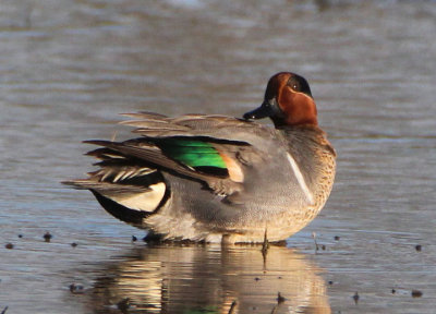 Green-winged Teal; male 