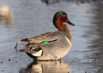 Green-winged Teal; male 