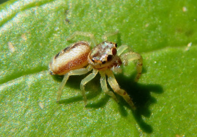 Hentzia mitrata; Jumipng Spider species; juvenile