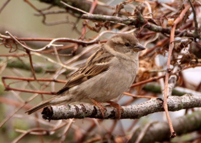 House Sparrow; female; exotic