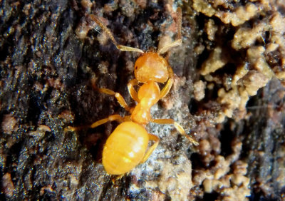 Lasius interjectus; Cornfield Ant species