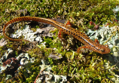 Long-tailed Salamander