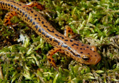 Long-tailed Salamander