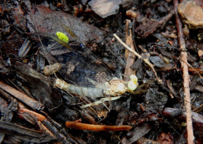 Maccaffertium mexicanum integrum; Flat-headed Mayfly species; male