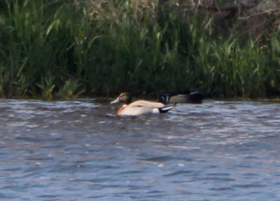 Mallard X Northern Pintail hybrid; male 