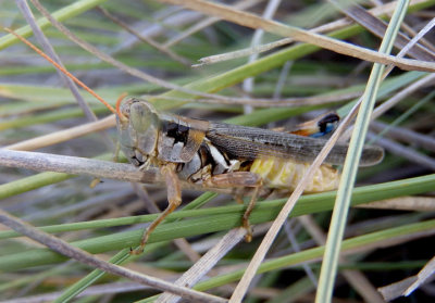 Melanoplus flavidus elongatus; Yellowish Spur-throat Grasshopper; male