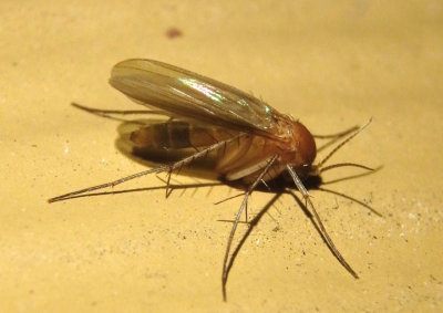 Mycetophila Fungus Gnat species