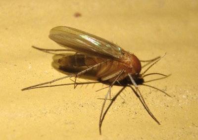 Mycetophila Fungus Gnat species