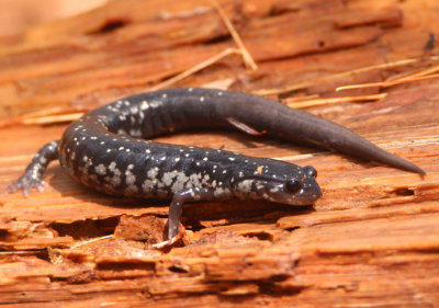 Northern Slimy Salamander 