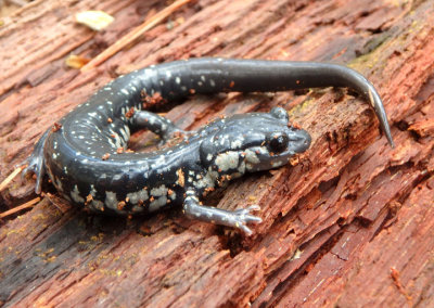 Northern Slimy Salamander 