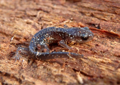 Northern Slimy Salamander; juvenile 