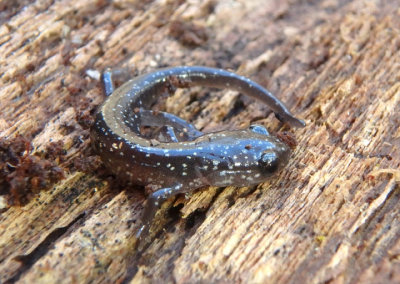 Northern Slimy Salamander; juvenile