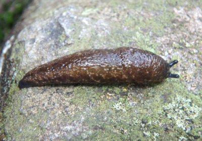 Philomycus flexuolaris; Winding Mantleslug