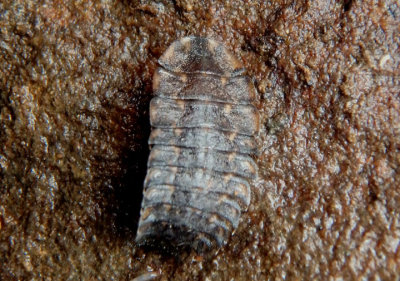 Photuris Firefly species larva