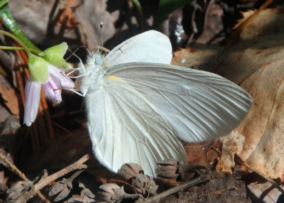 Pieris virginiensis; West Virginia White