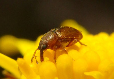 Phyllotrox ferrugineus; Weevil species
