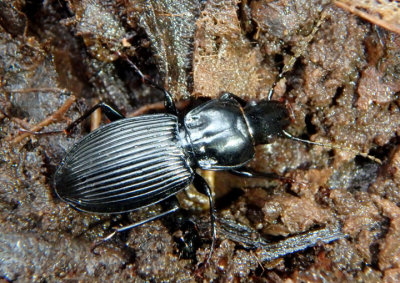 Pterostichus coracinus; Woodland Ground Beetle species