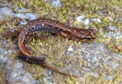 Pygmy Salamander