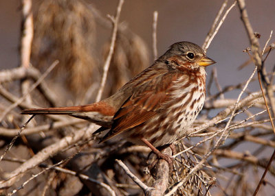 Red Fox Sparrow