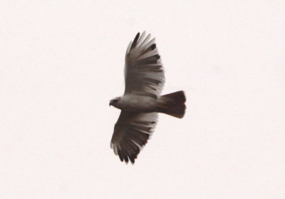 Red-tailed Hawk; leucistic