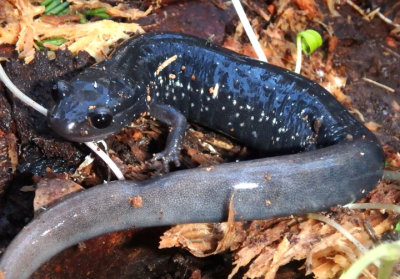 Southern Appalachian Salamander 