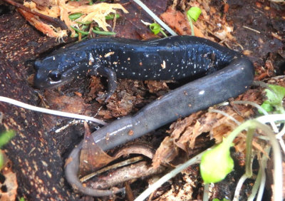 Southern Appalachian Salamander