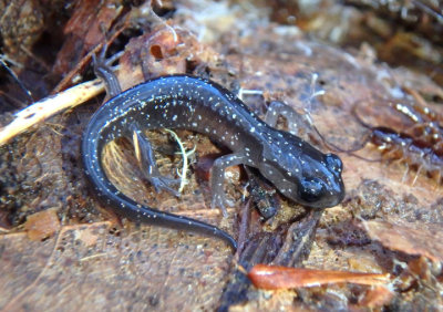 Southern Appalachian Salamander; juvenile 