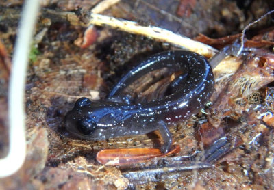 Southern Appalachian Salamander; juvenile