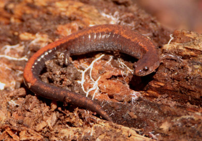Southern Red-backed Salamander 