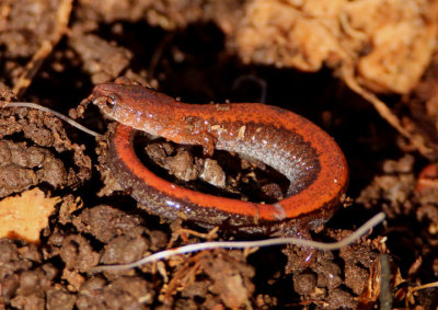 Southern Red-backed Salamander 