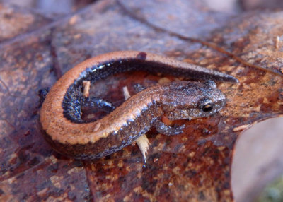 Southern Red-backed Salamander 